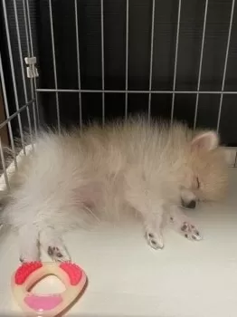 チャタ 様のお迎えした子犬