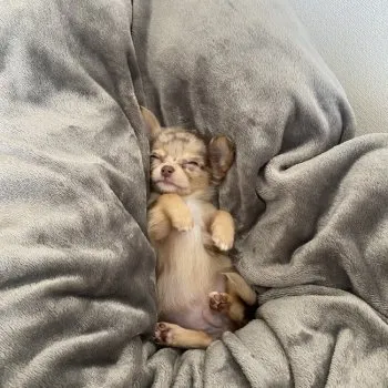 み 様のお迎えした子犬