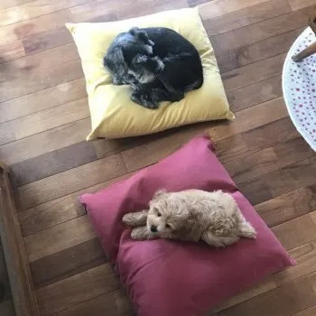 kimu 様のお迎えした子犬