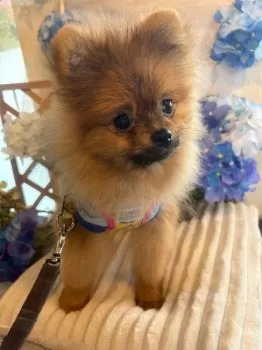 ルナ子 様のお迎えした子犬
