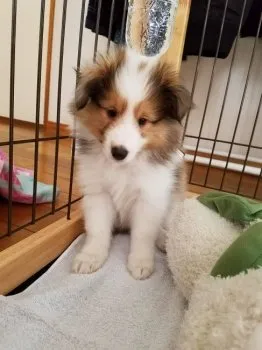 おさむし 様のお迎えした子犬