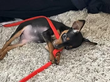 K.S 様のお迎えした子犬