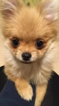ゆずママ 様のお迎えした子犬