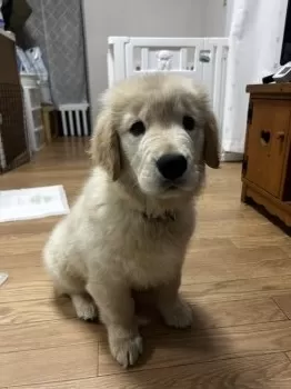 S.S 様のお迎えした子犬
