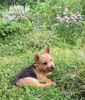K. 様のお迎えした子犬
