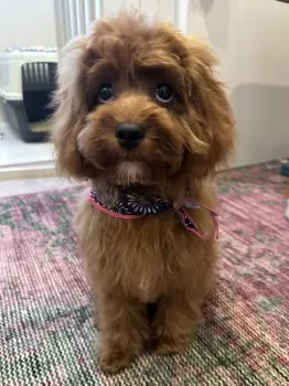 H.S 様のお迎えした子犬