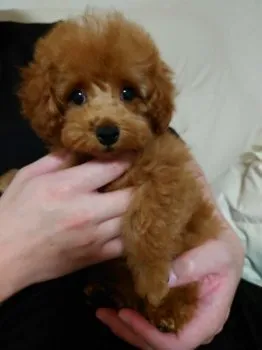 K.H 様のお迎えした子犬