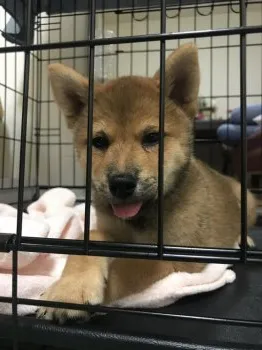 C.E 様のお迎えした子犬