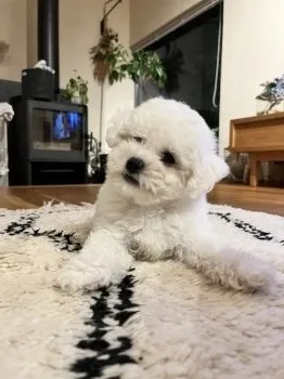 ちい 様のお迎えした子犬
