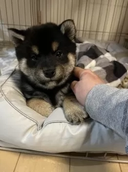 まゆきち 様のお迎えした子犬