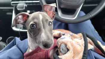 ライ 様のお迎えした子犬