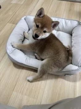 M.Y 様のお迎えした子犬