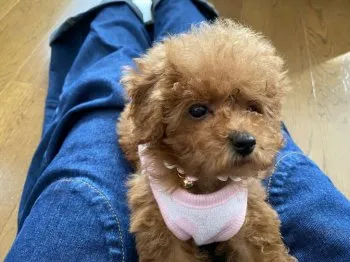 I.S 様のお迎えした子犬