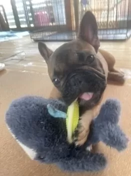 M.S 様のお迎えした子犬