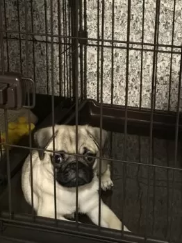 Y.O 様のお迎えした子犬