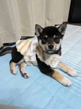 ゆぅ 様のお迎えした子犬