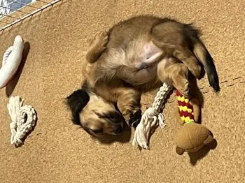 ブロンズ 様のお迎えした子犬