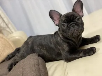 zakky 様のお迎えした子犬