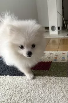 S.N 様のお迎えした子犬