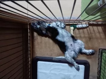 シンイチ 様のお迎えした子犬
