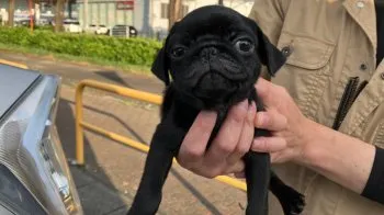 S.A 様のお迎えした子犬
