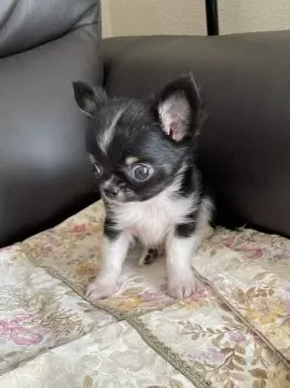 ラッキーママ 様のお迎えした子犬