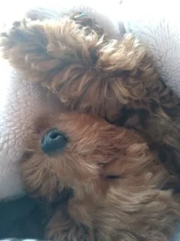 すぎ 様のお迎えした子犬