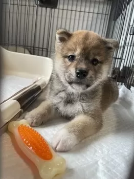 M.O 様のお迎えした子犬