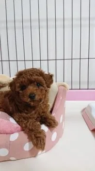やっさん 様のお迎えした子犬
