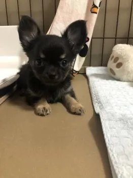 uka 様のお迎えした子犬