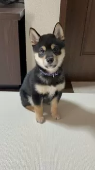豆丸 様のお迎えした子犬