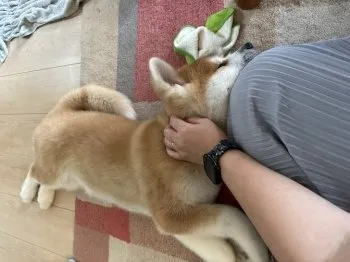ゆんゆん 様のお迎えした子犬
