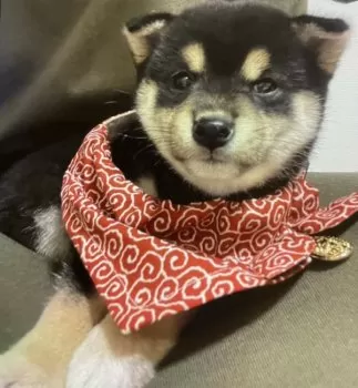 豆柴の仁の父 様のお迎えした子犬