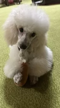 H.M 様のお迎えした子犬