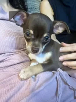 A.K 様のお迎えした子犬