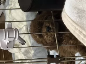 M.S 様のお迎えした子犬