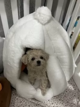 H.H 様のお迎えした子犬
