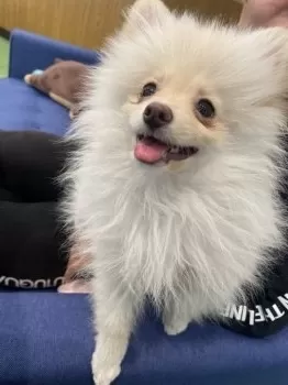 M.K 様のお迎えした子犬