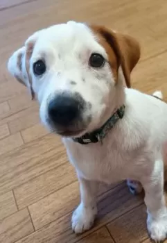 М・I 様のお迎えした子犬