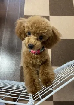 Ichigo 様のお迎えした子犬