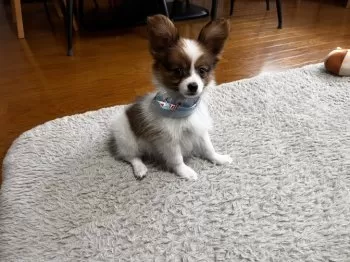 Y.M 様のお迎えした子犬