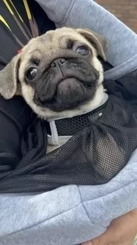 N.S 様のお迎えした子犬