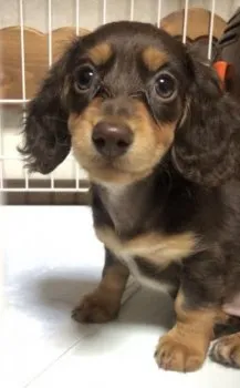 miii 様のお迎えした子犬
