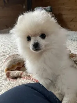 チビ 様のお迎えした子犬