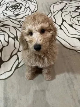 C.K 様のお迎えした子犬