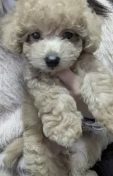 T.M 様のお迎えした子犬