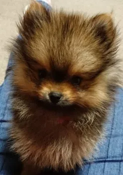 Y 様のお迎えした子犬