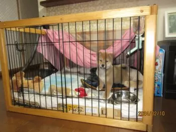 杏 様のお迎えした子犬