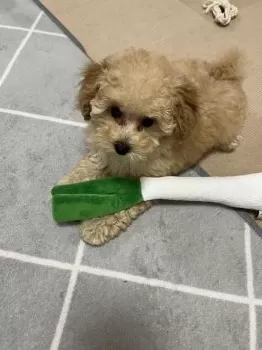 N.T 様のお迎えした子犬