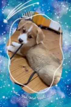 ゆふのやま 様のお迎えした子犬